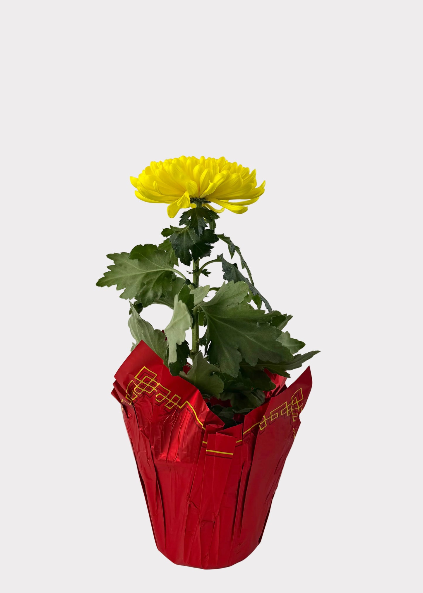 China Mum