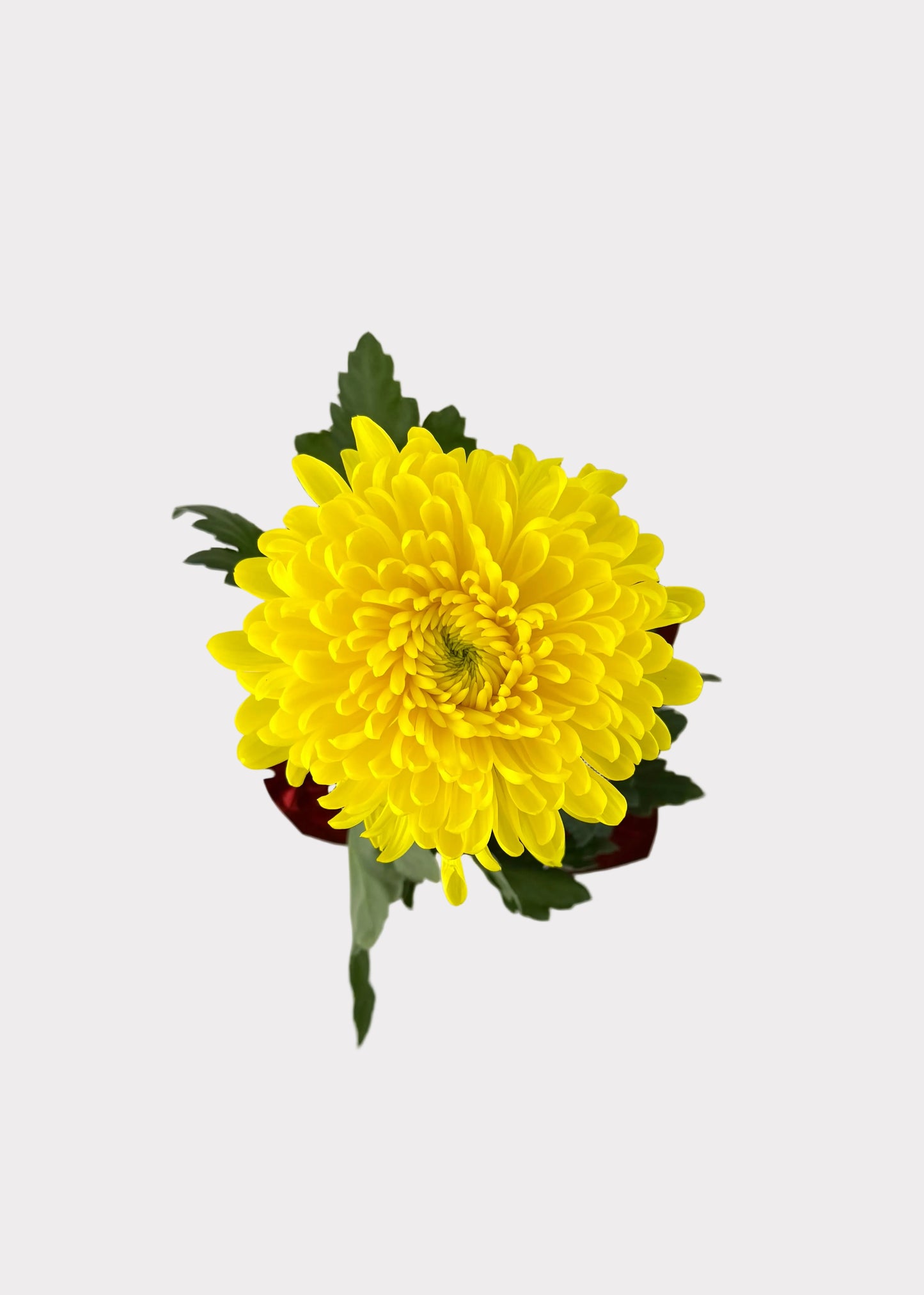 China Mum