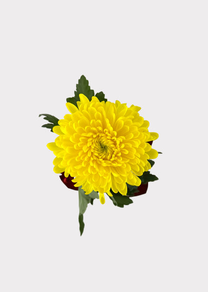 China Mum