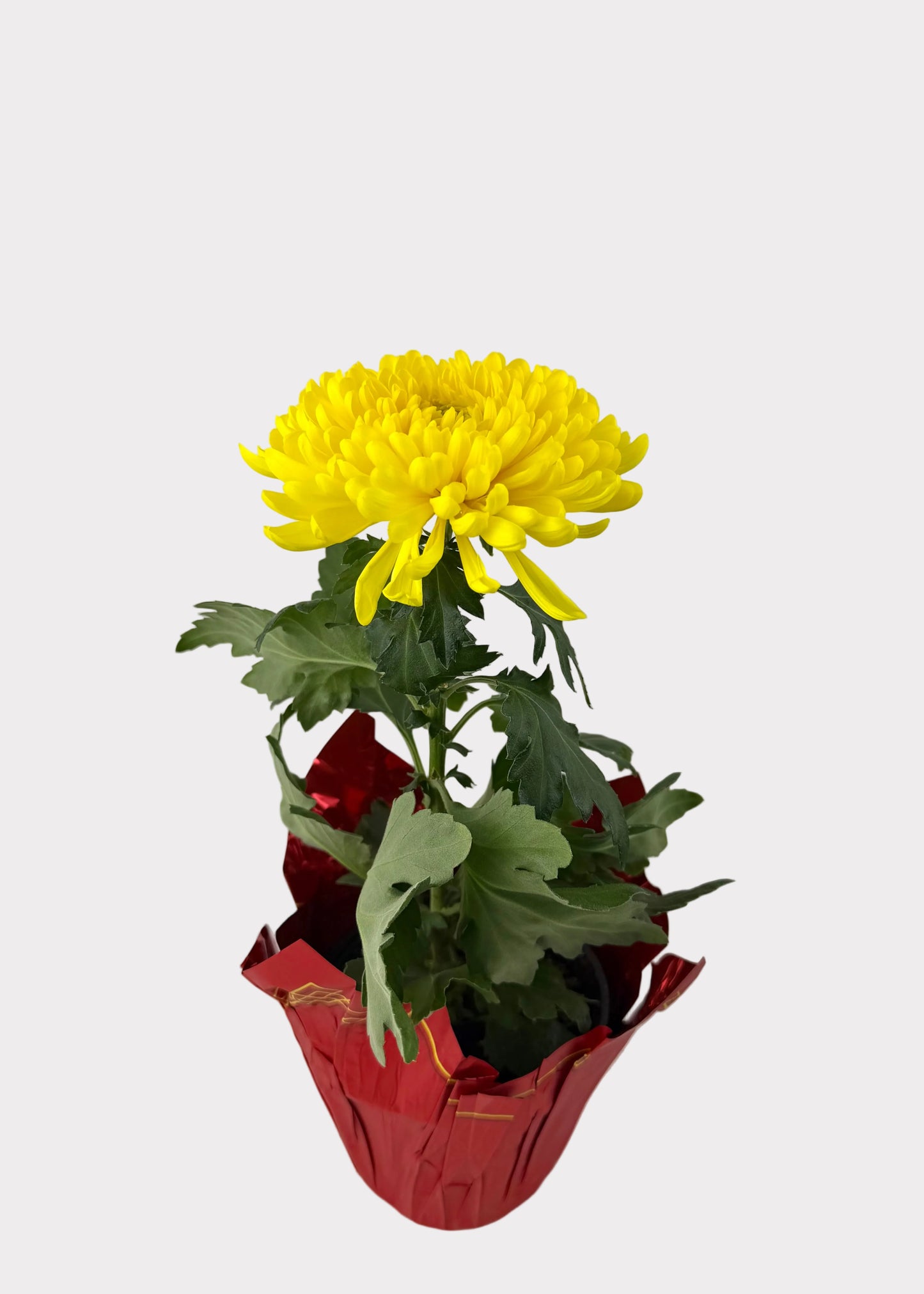 China Mum