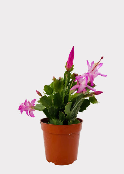 Christmas Cactus