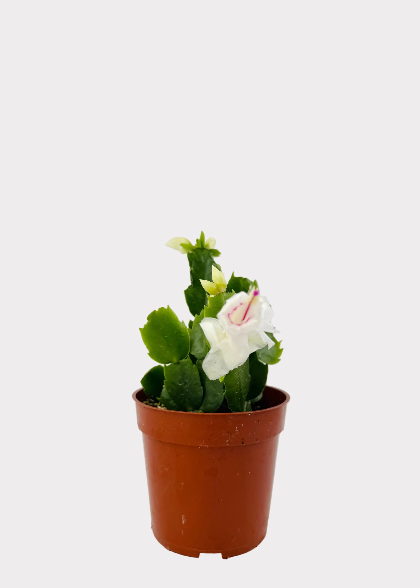 Christmas Cactus