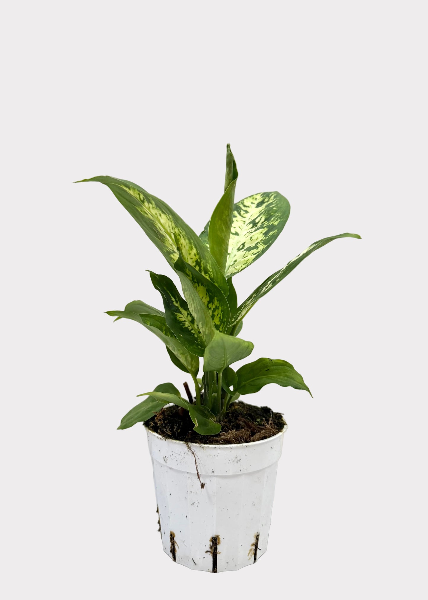 Potted plant with green leaves on a marble surface