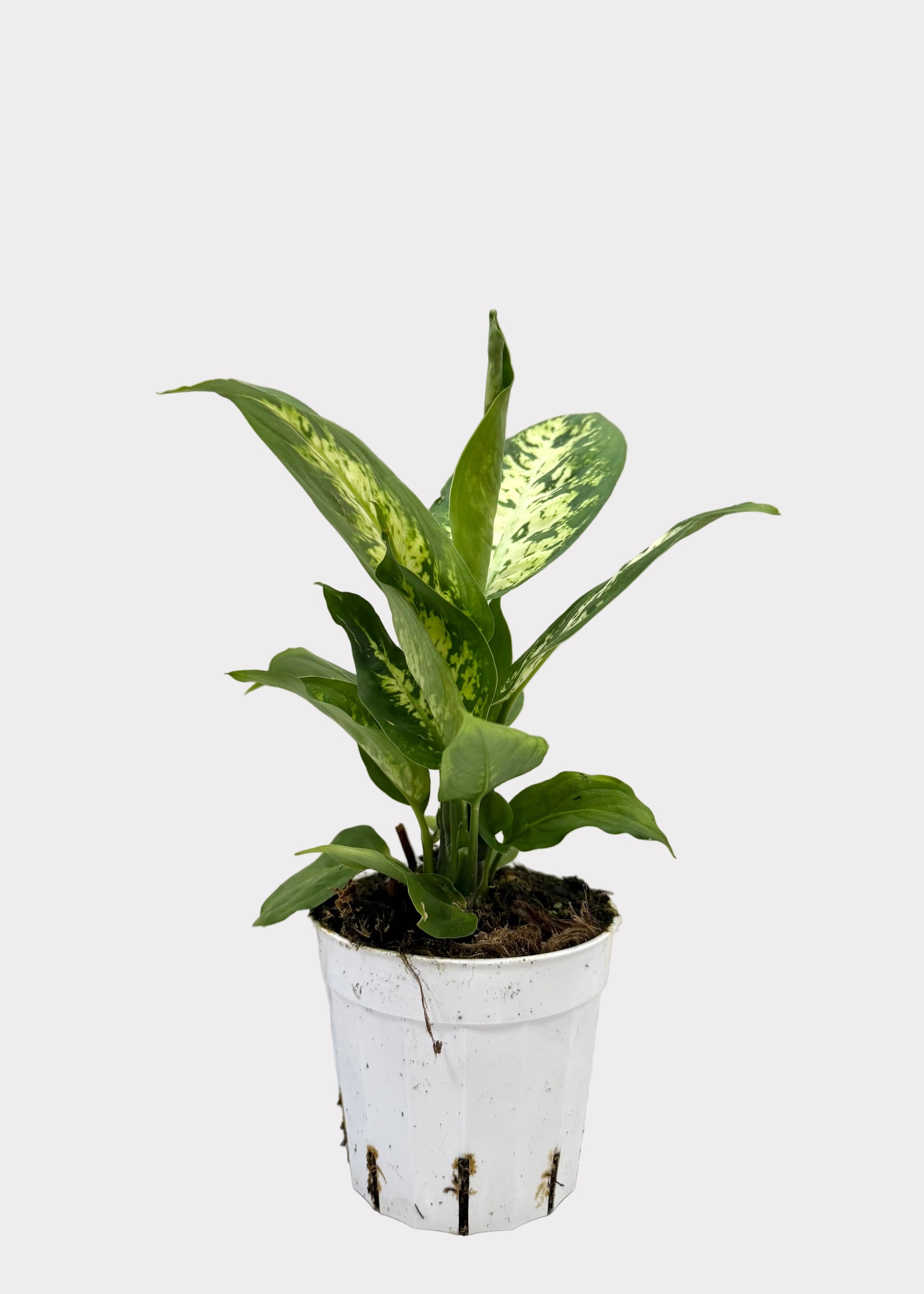 Potted plant with green leaves on a marble surface
