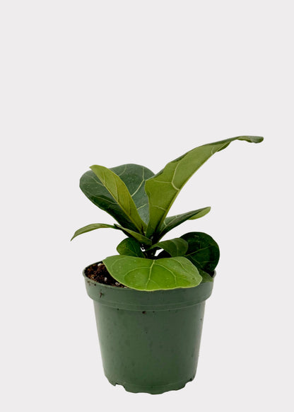 Small potted plant on a white textured surface