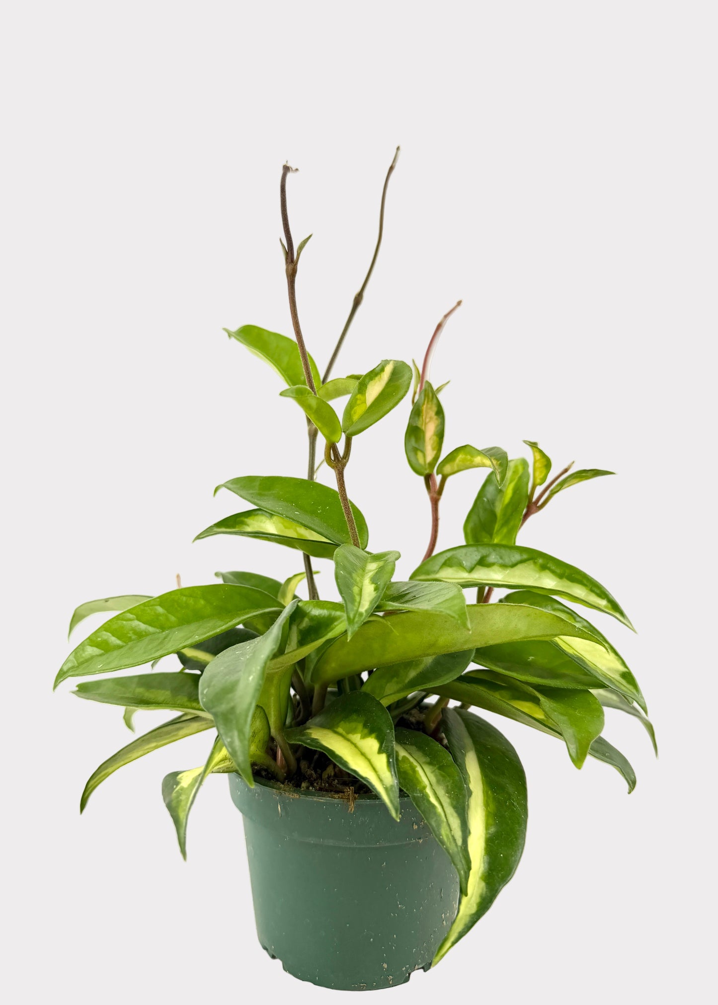 Hoya Krimson Princess – Variegated Wax Plant