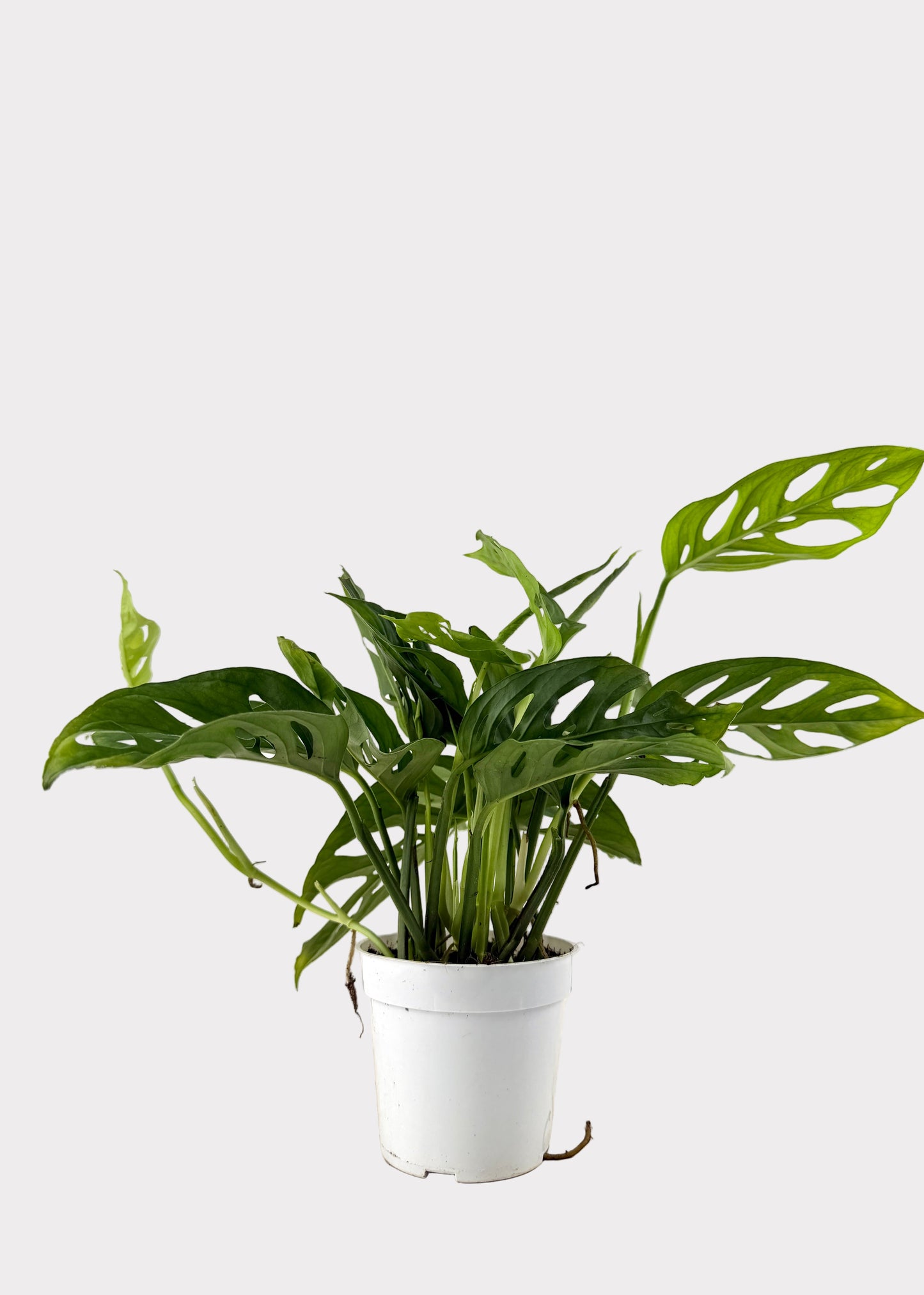 Monstera Adansonii - Swiss Cheese Vine