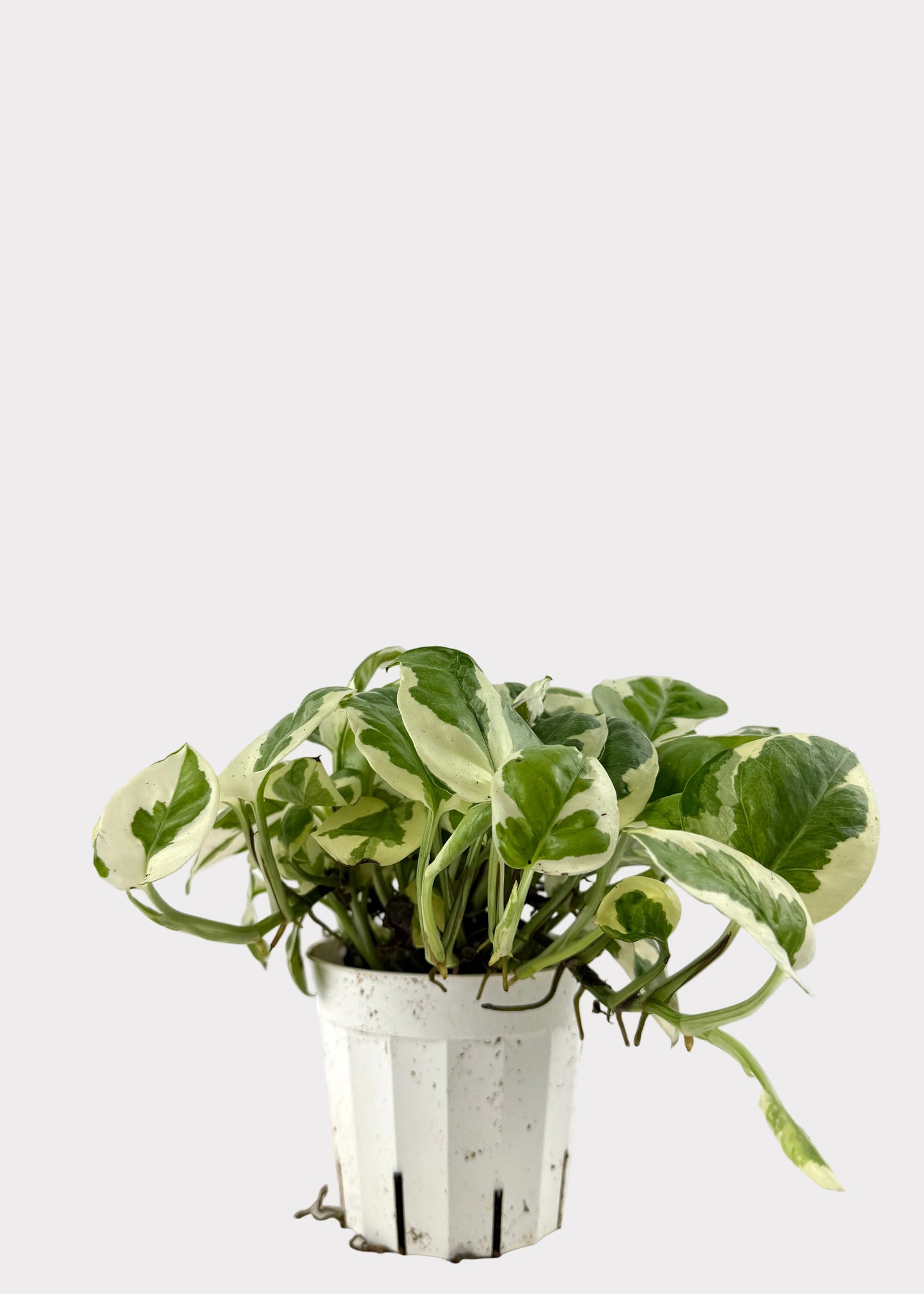 Pothos - N-Joy