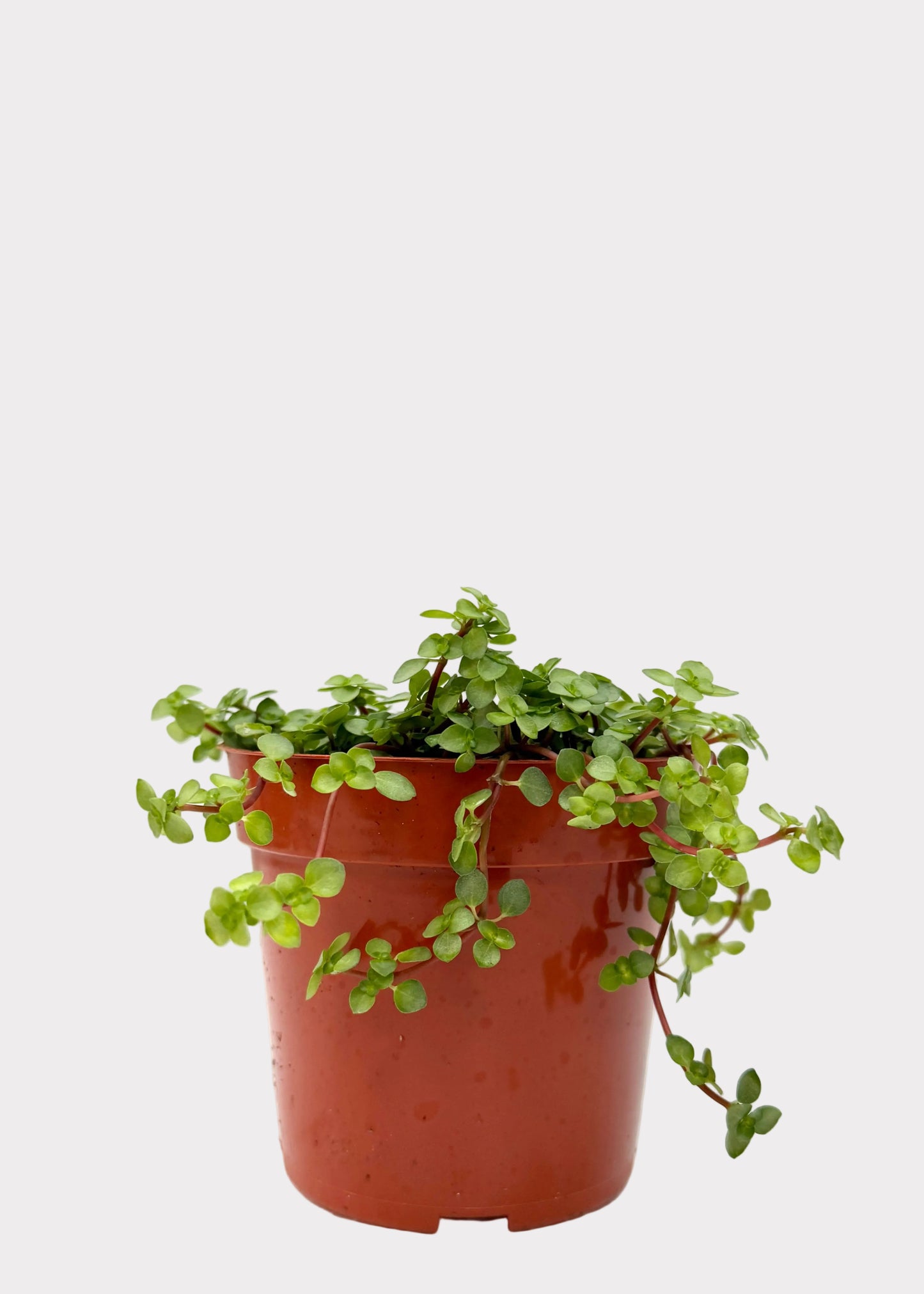 Pilea Glauca - Aquamarine