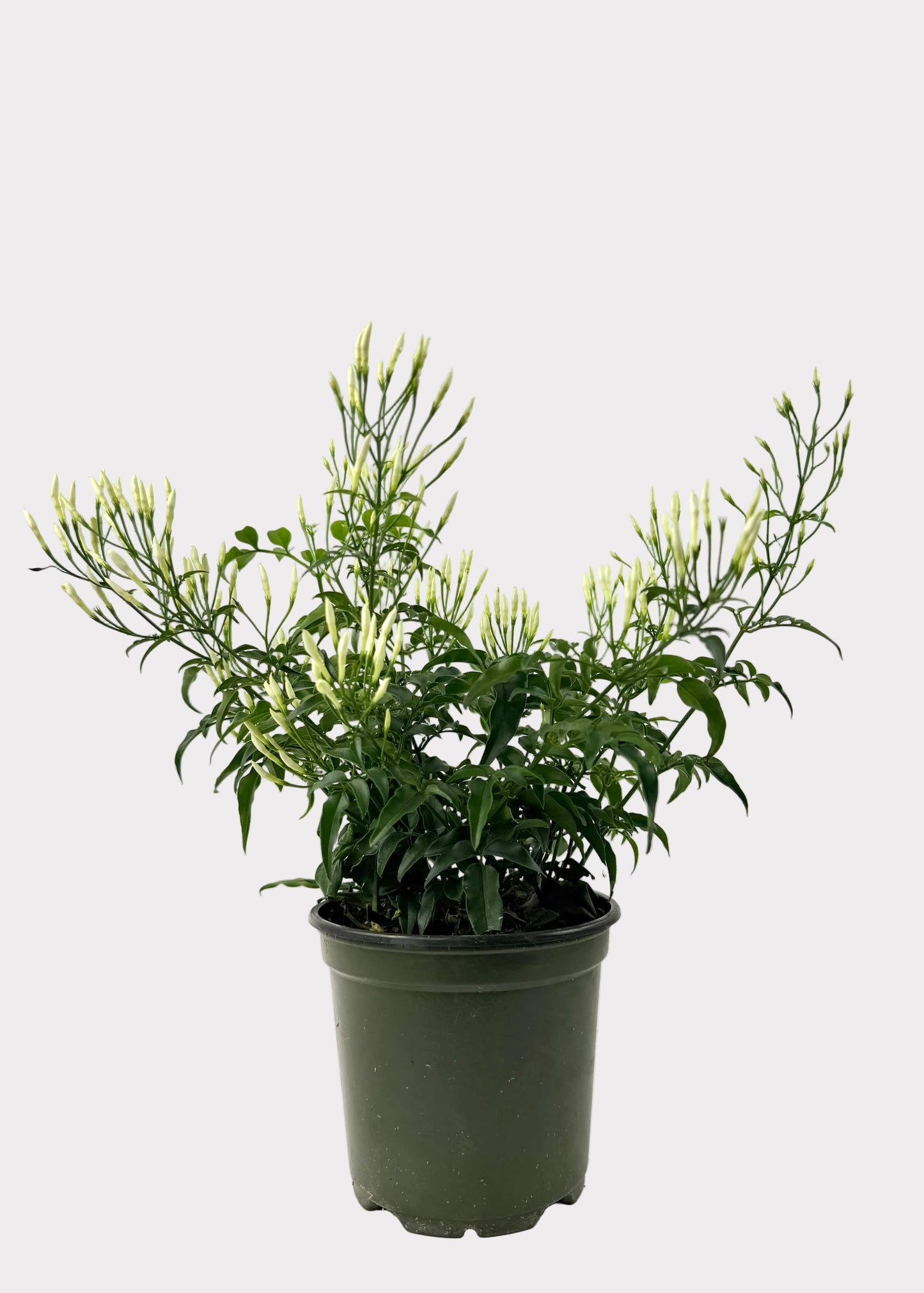 Jasminum Polyanthum - Pink Jasmine