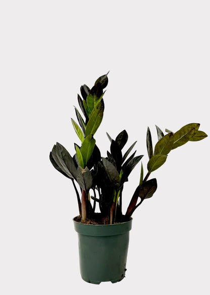 Zamioculcas Zamiifolia ‘Raven’ – Raven ZZ Plant