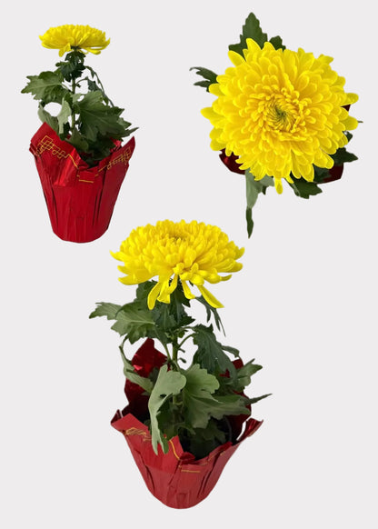 China Mum