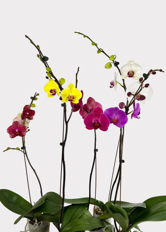 Phalaenopsis Orchids