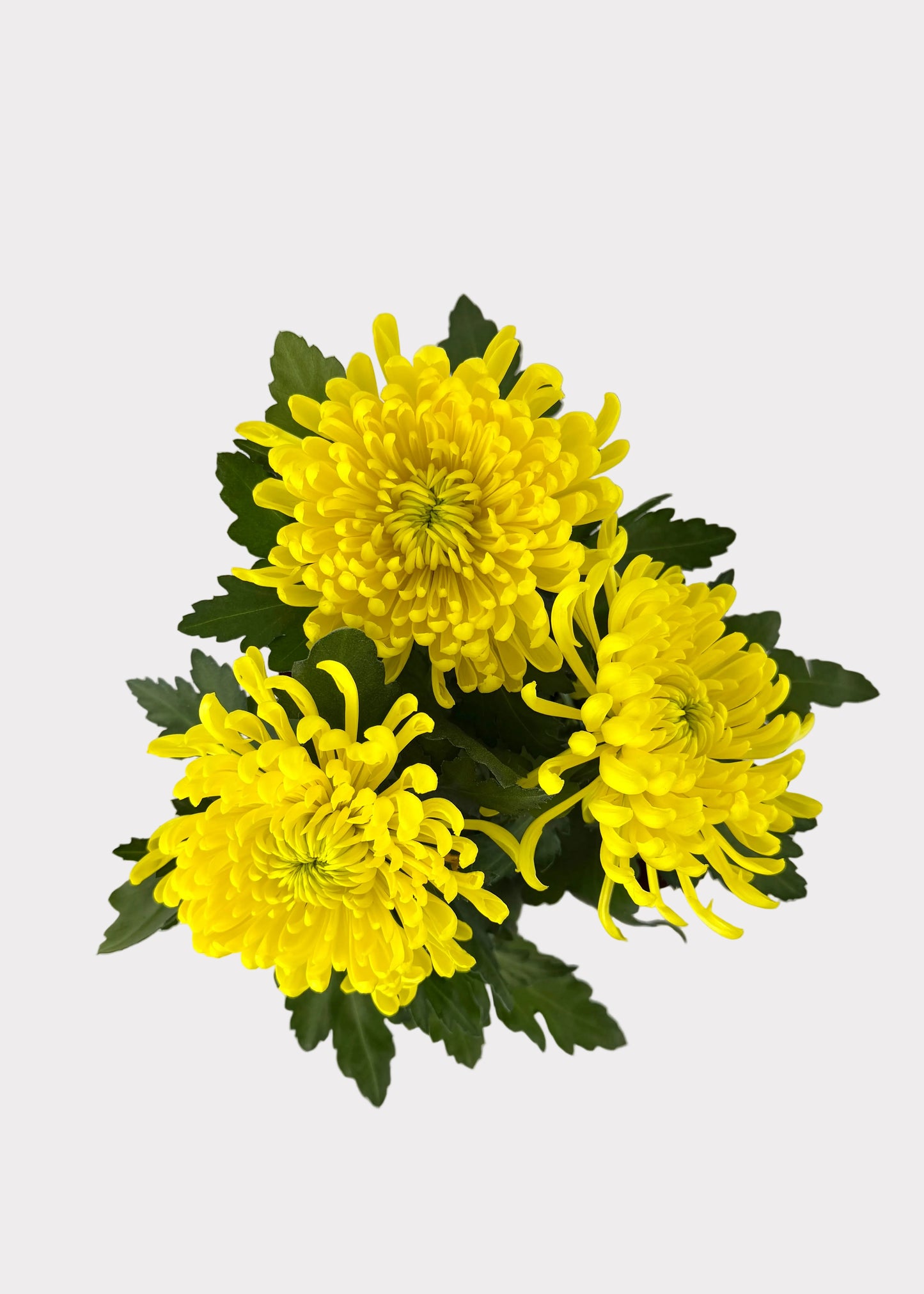 China Mum