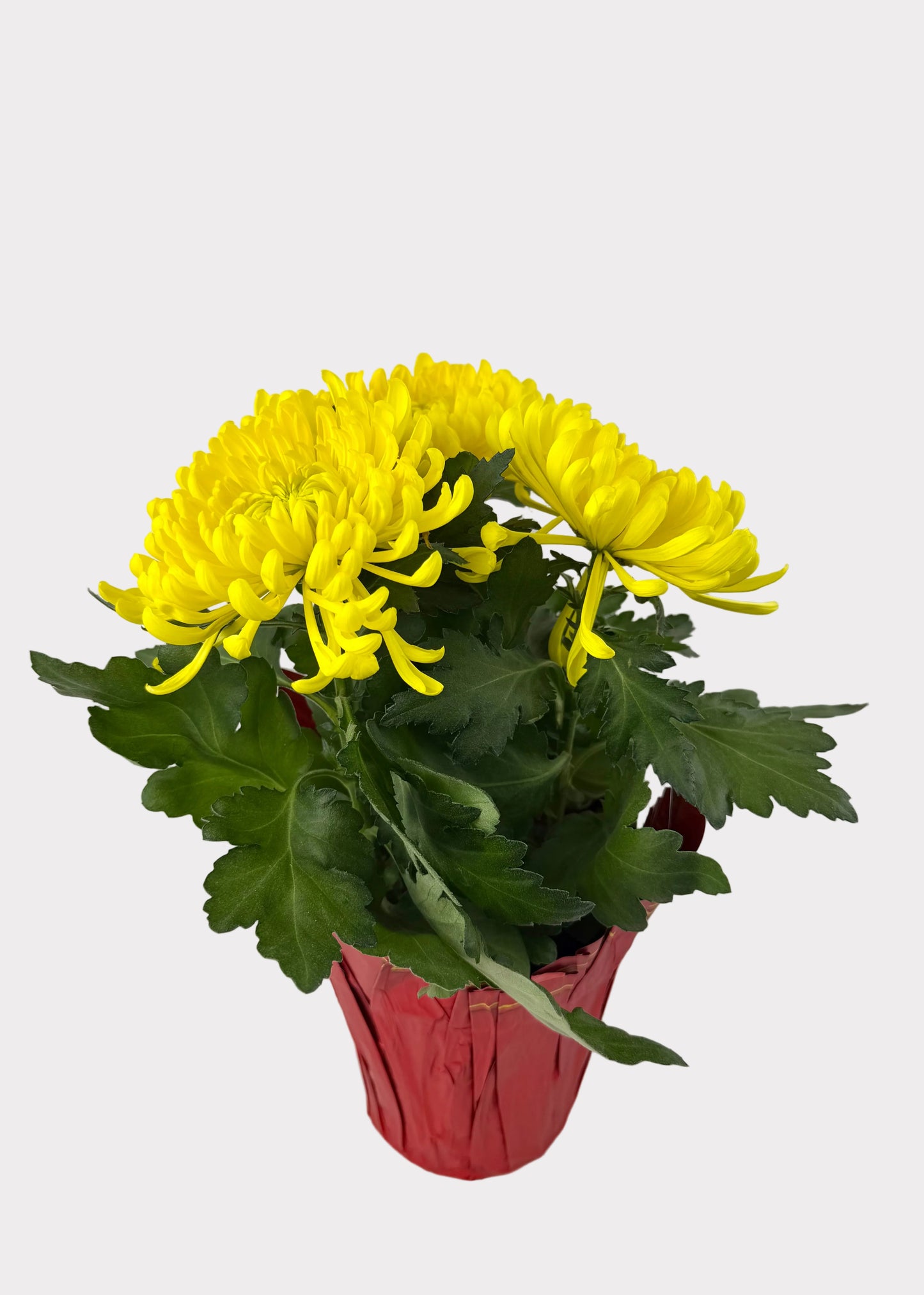 China Mum