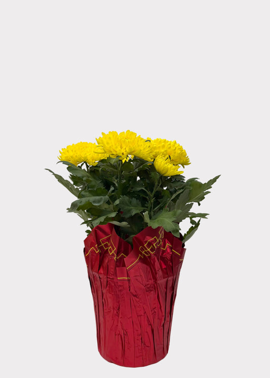 China Mum
