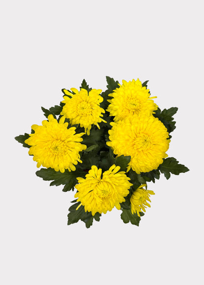 China Mum