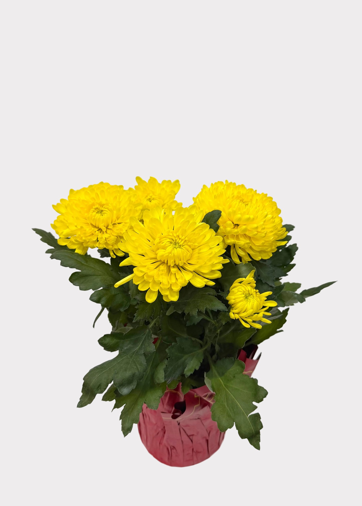 China Mum