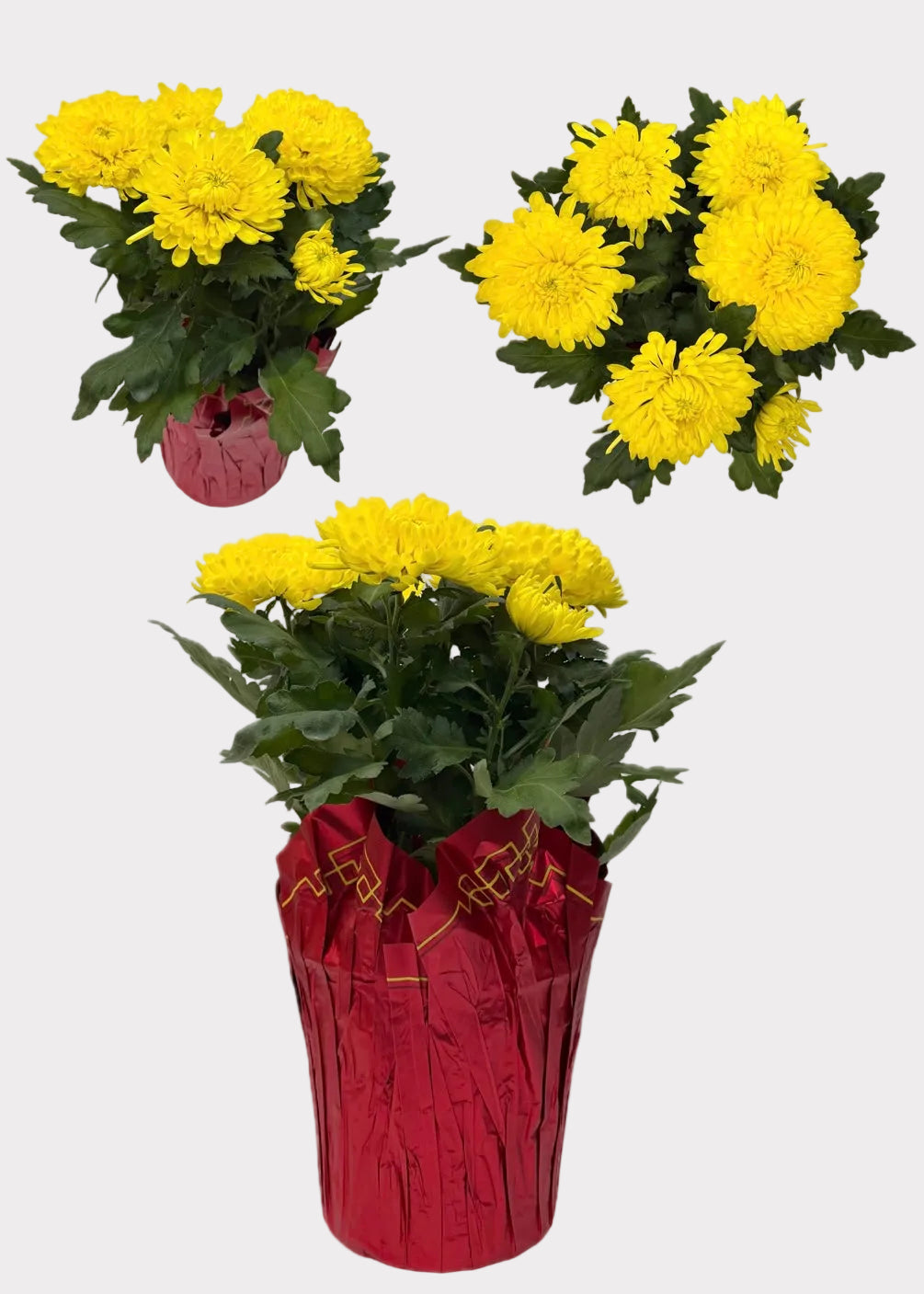 China Mum