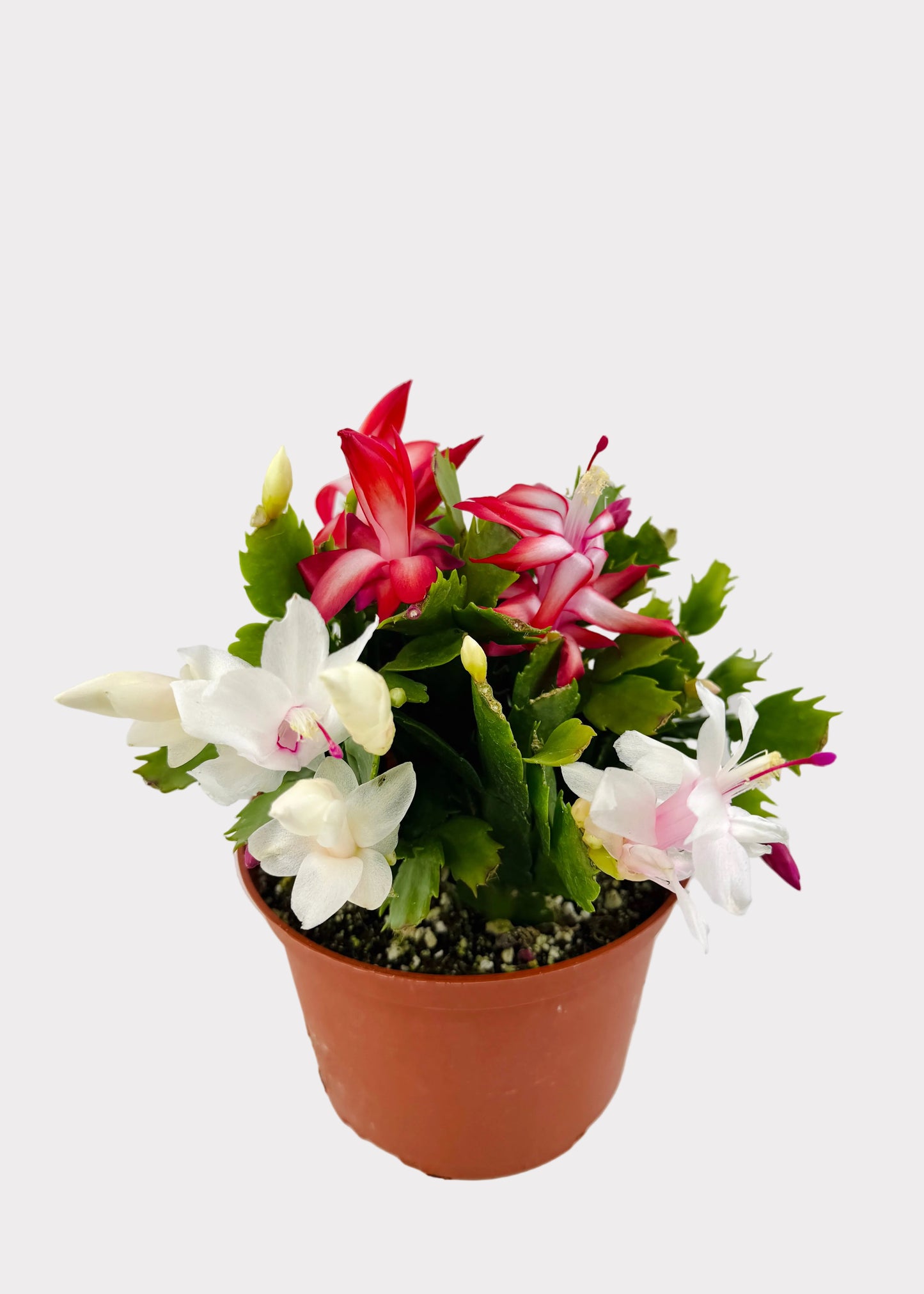 Christmas Cactus