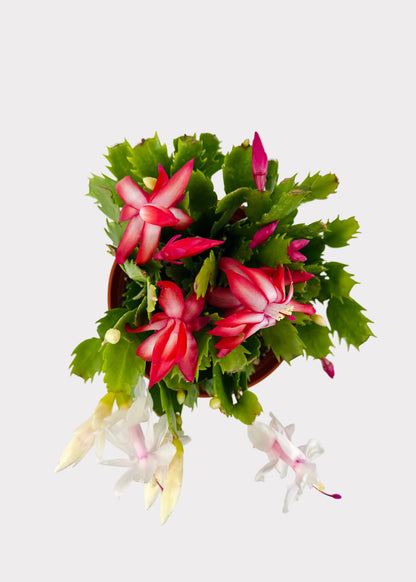 Christmas Cactus
