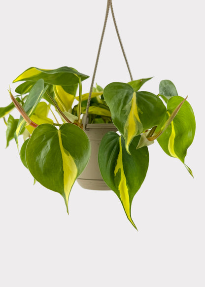 Philodendron - Brasil