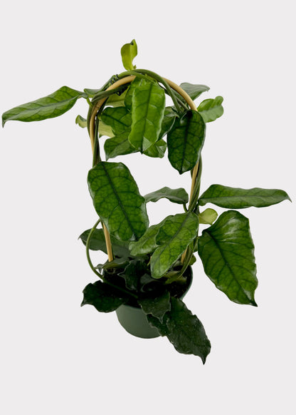 A potted green houseplant with glossy, heart-shaped leaves climbing over a circular wooden trellis hoop, set against a white curtain background.