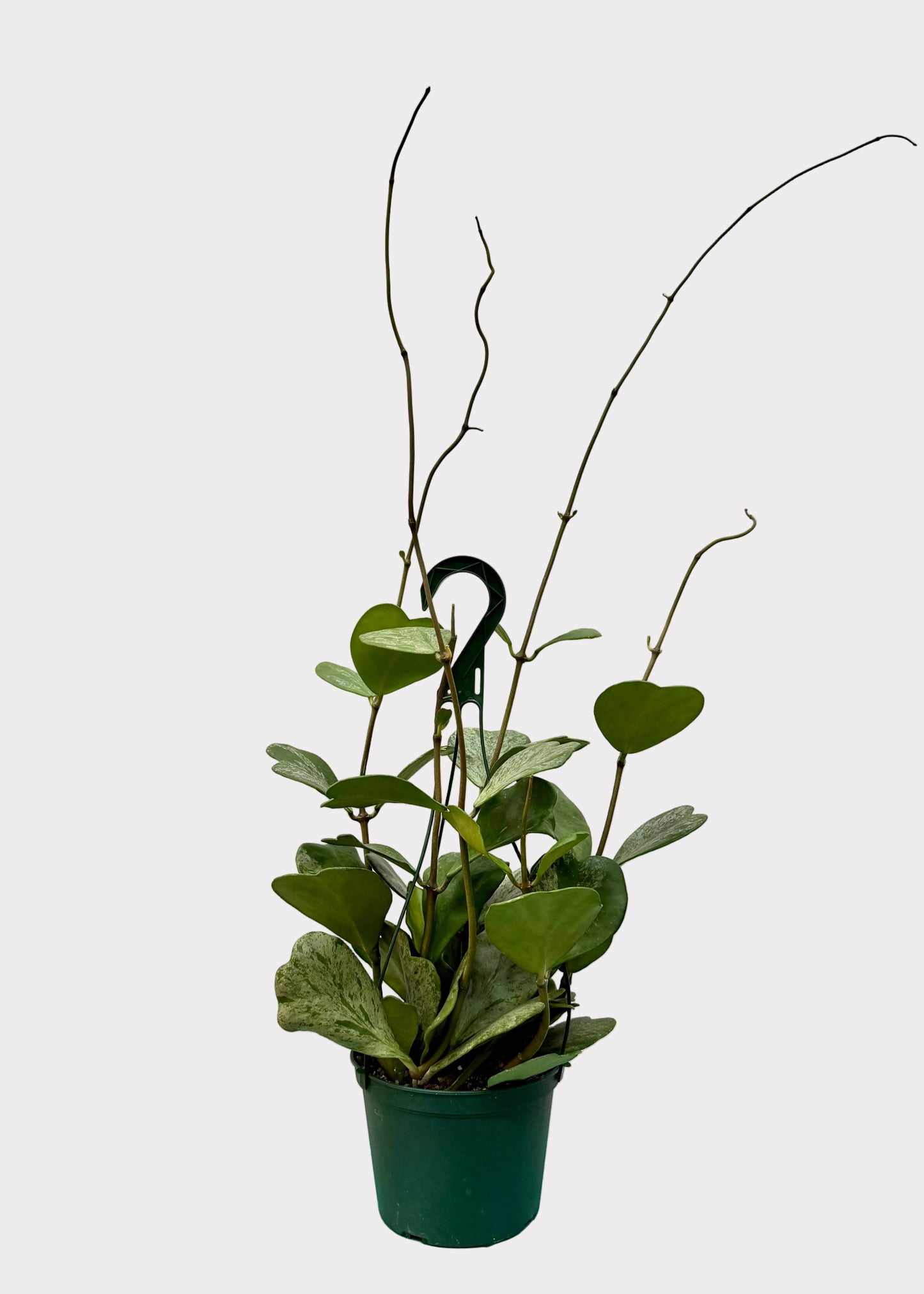 Hoya Kerrii Splash
