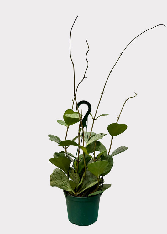 Hoya Kerrii Splash