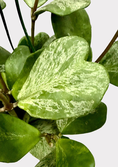 A close-up of a heart-shaped houseplant with variegated green and white leaves, supported by a black wire stake against a light background.