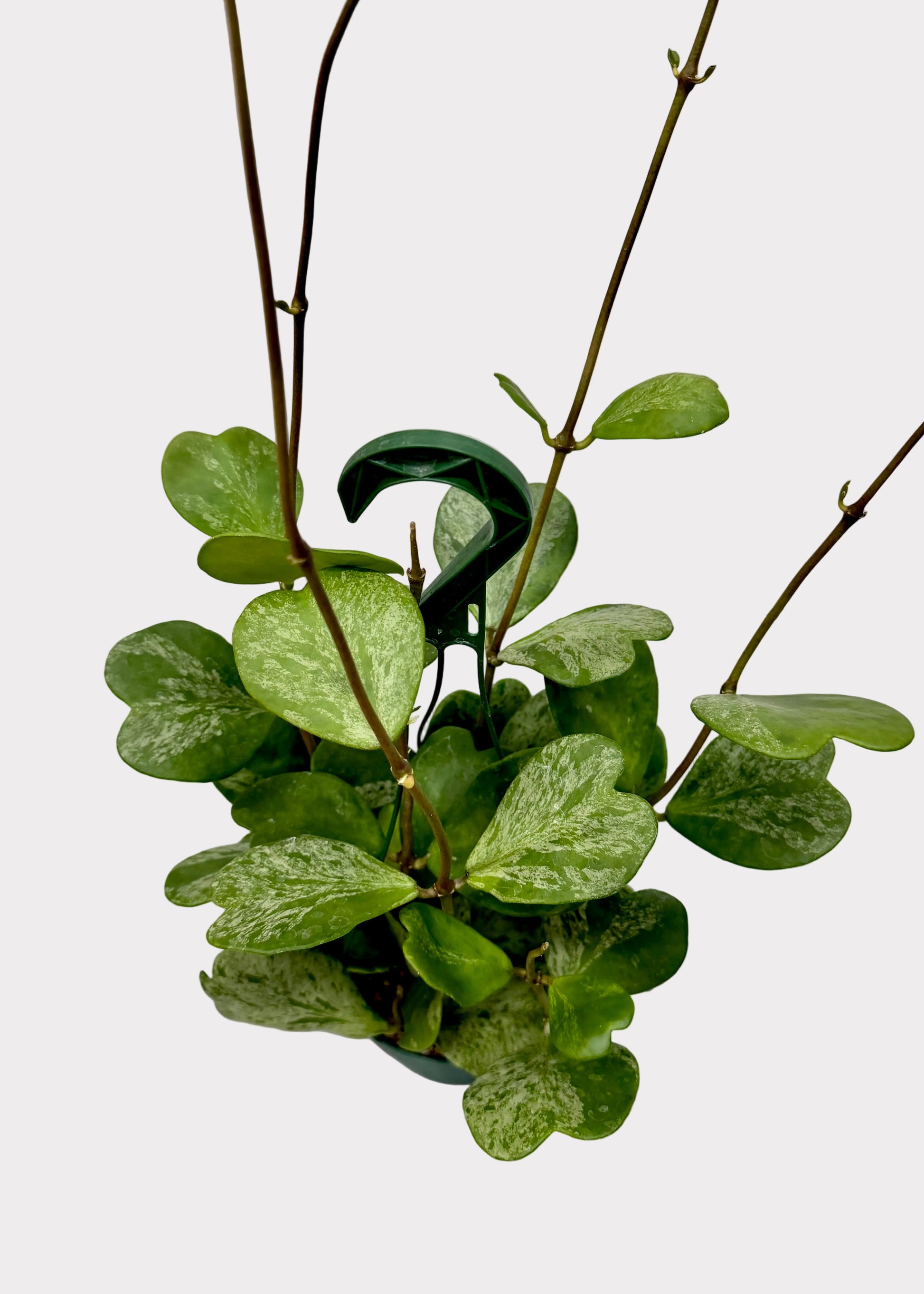 A potted green plant with heart-shaped variegated leaves and thin brown stems, photographed against a plain white wall and speckled light gray floor.