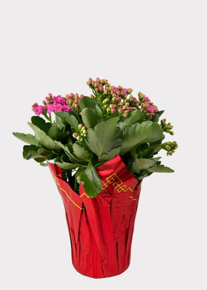 Kalanchoe Blossfeldiana
