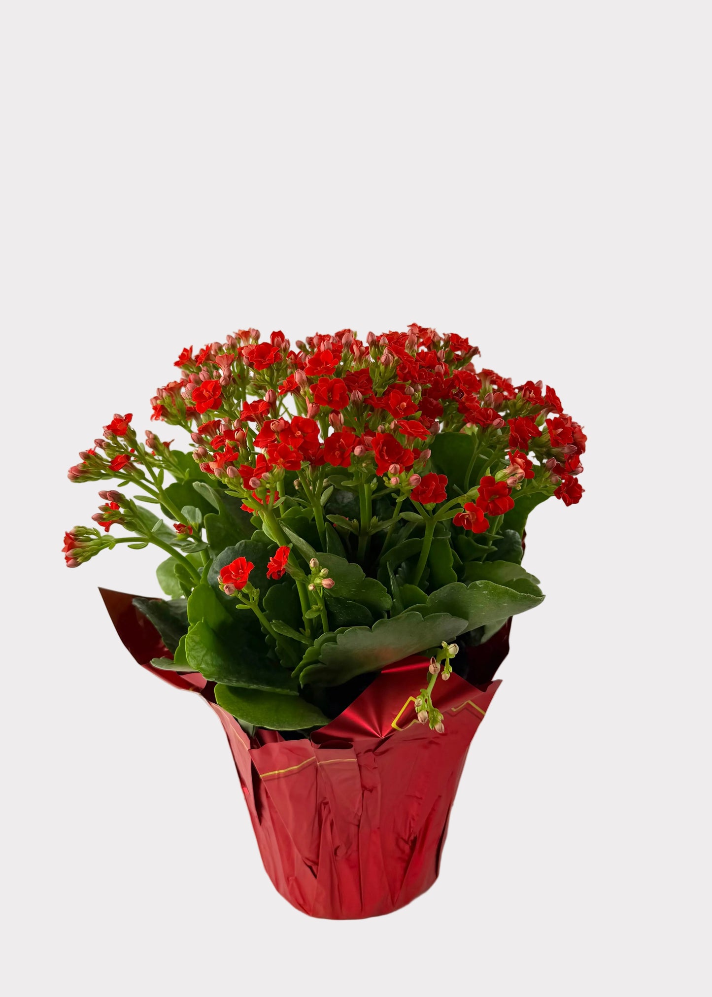 Kalanchoe Blossfeldiana