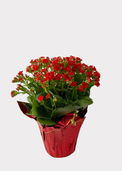 Kalanchoe Blossfeldiana
