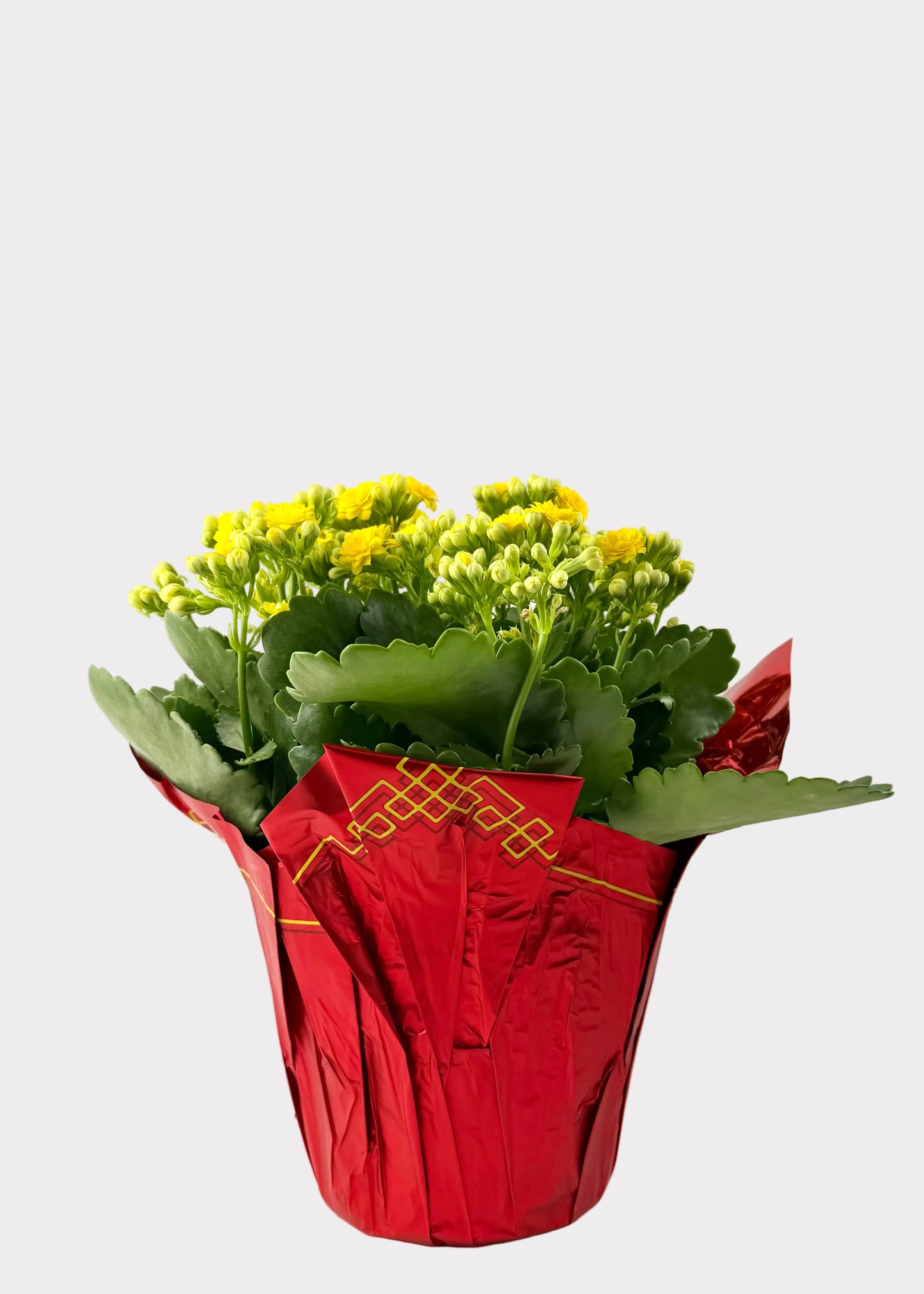 Kalanchoe Blossfeldiana