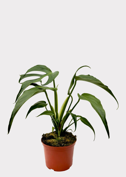 Monstera Burle Marx Flame
