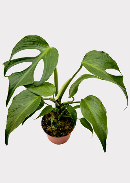 Monstera Burle Marx Flame