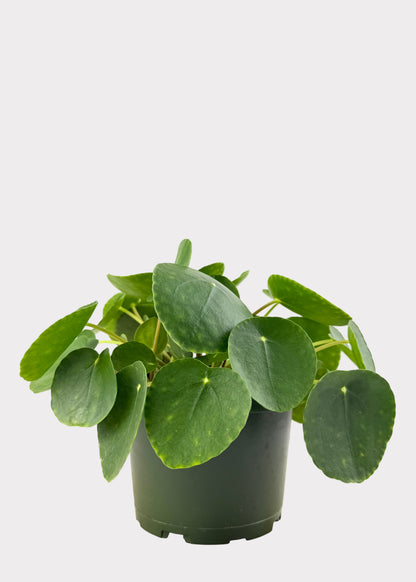 Pilea Peperomioides - Chinese Money Plant