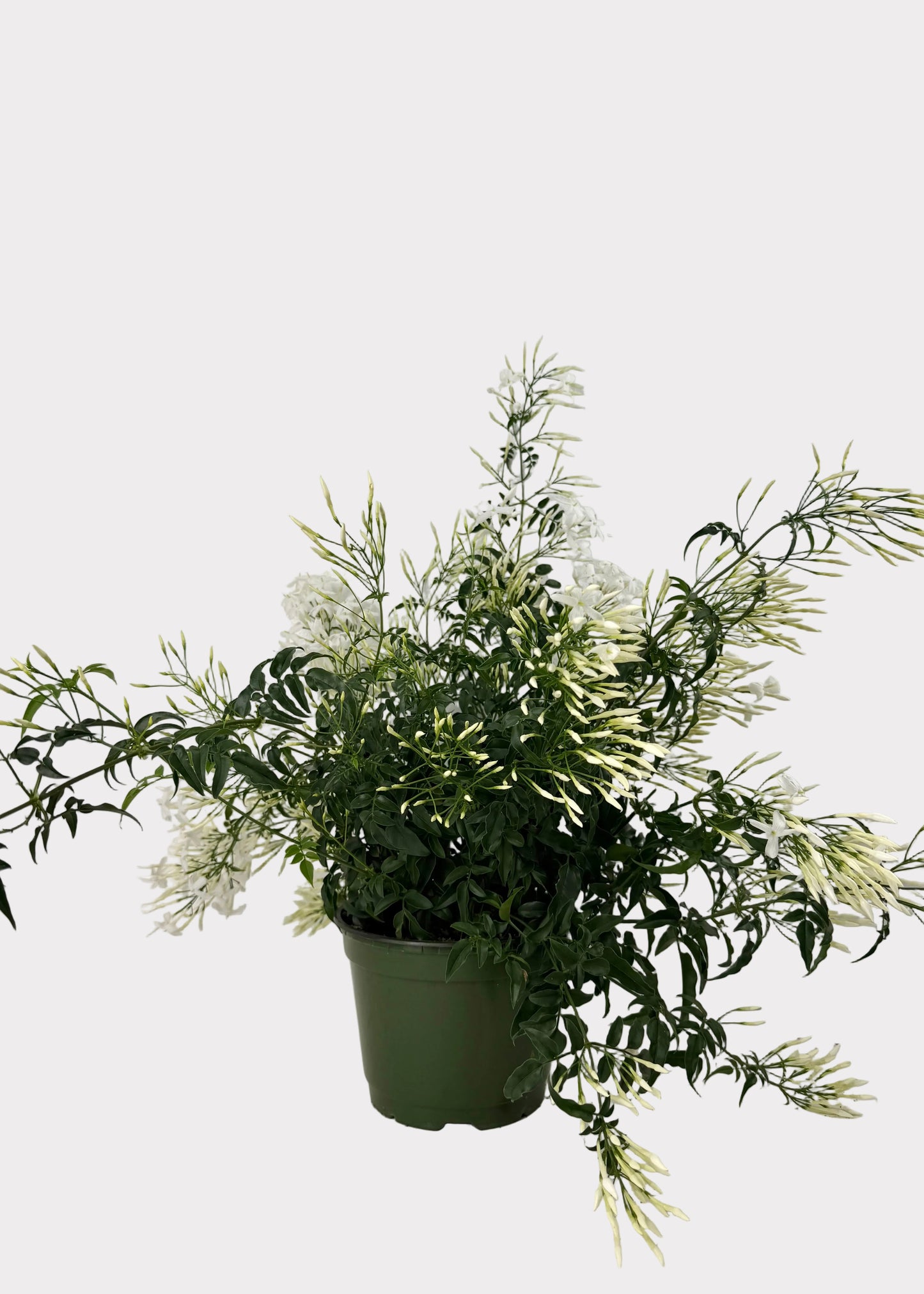 Jasminum Polyanthum - Pink Jasmine