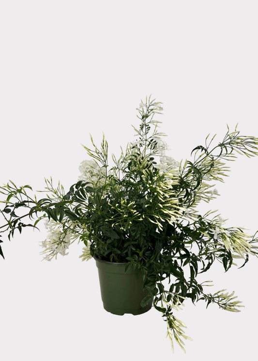 Jasminum Polyanthum - Pink Jasmine