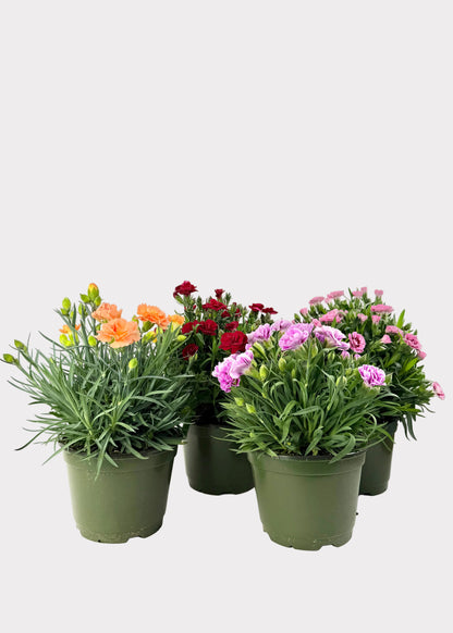 Dianthus Caryophyllus - Carntion