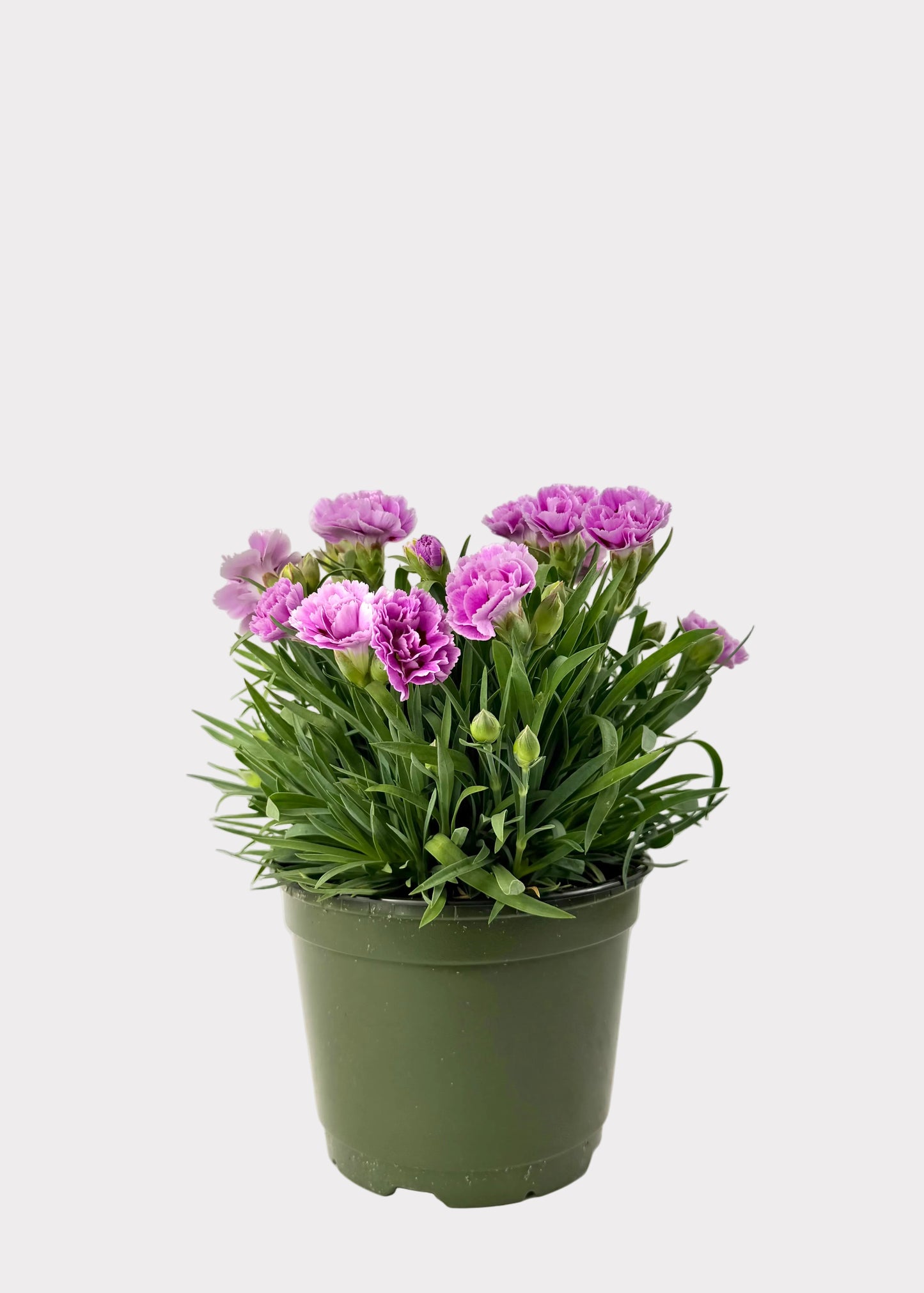 Dianthus Caryophyllus - Carntion