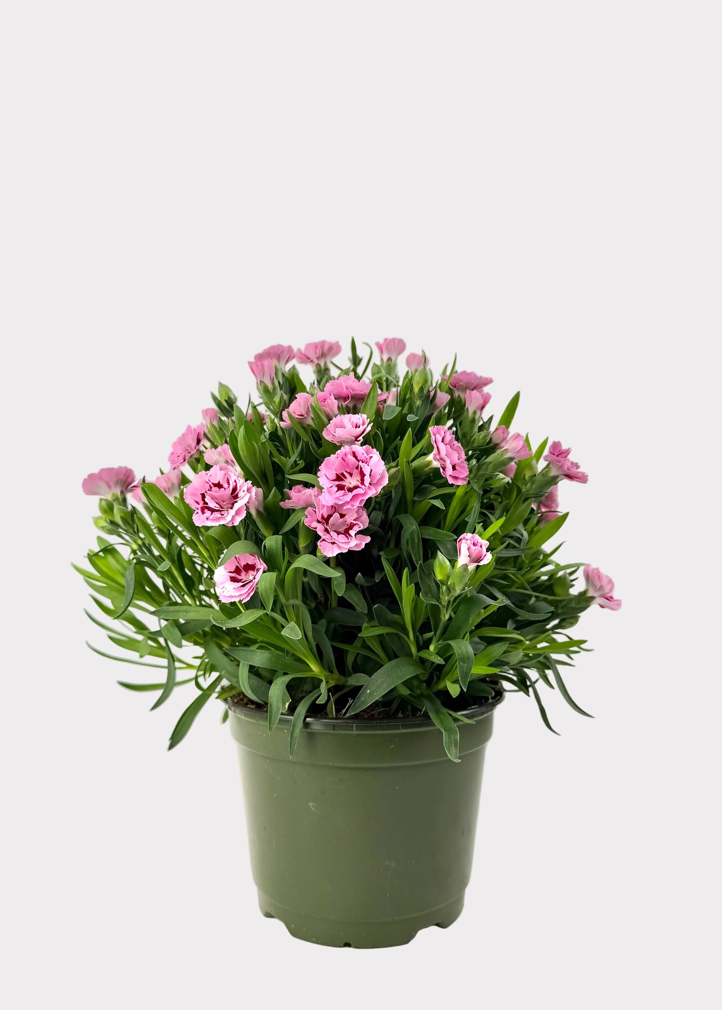 Dianthus Caryophyllus - Carntion