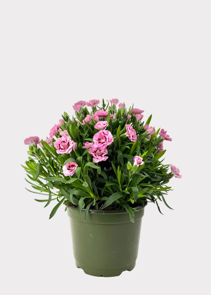 Dianthus Caryophyllus - Carntion