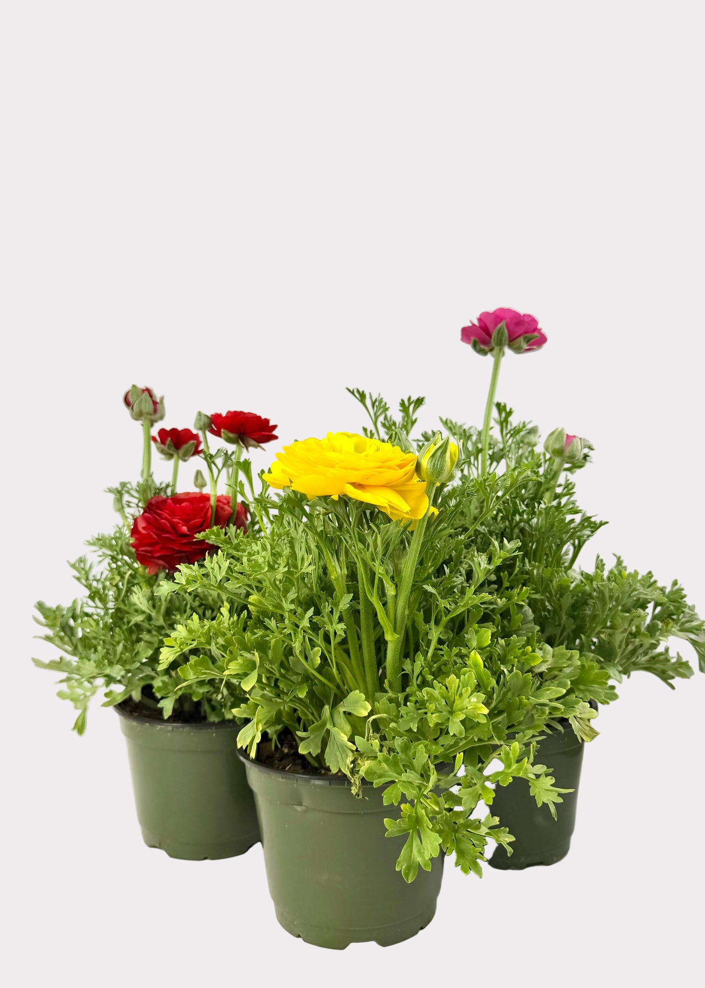 Ranunculus - Persian Buttercup