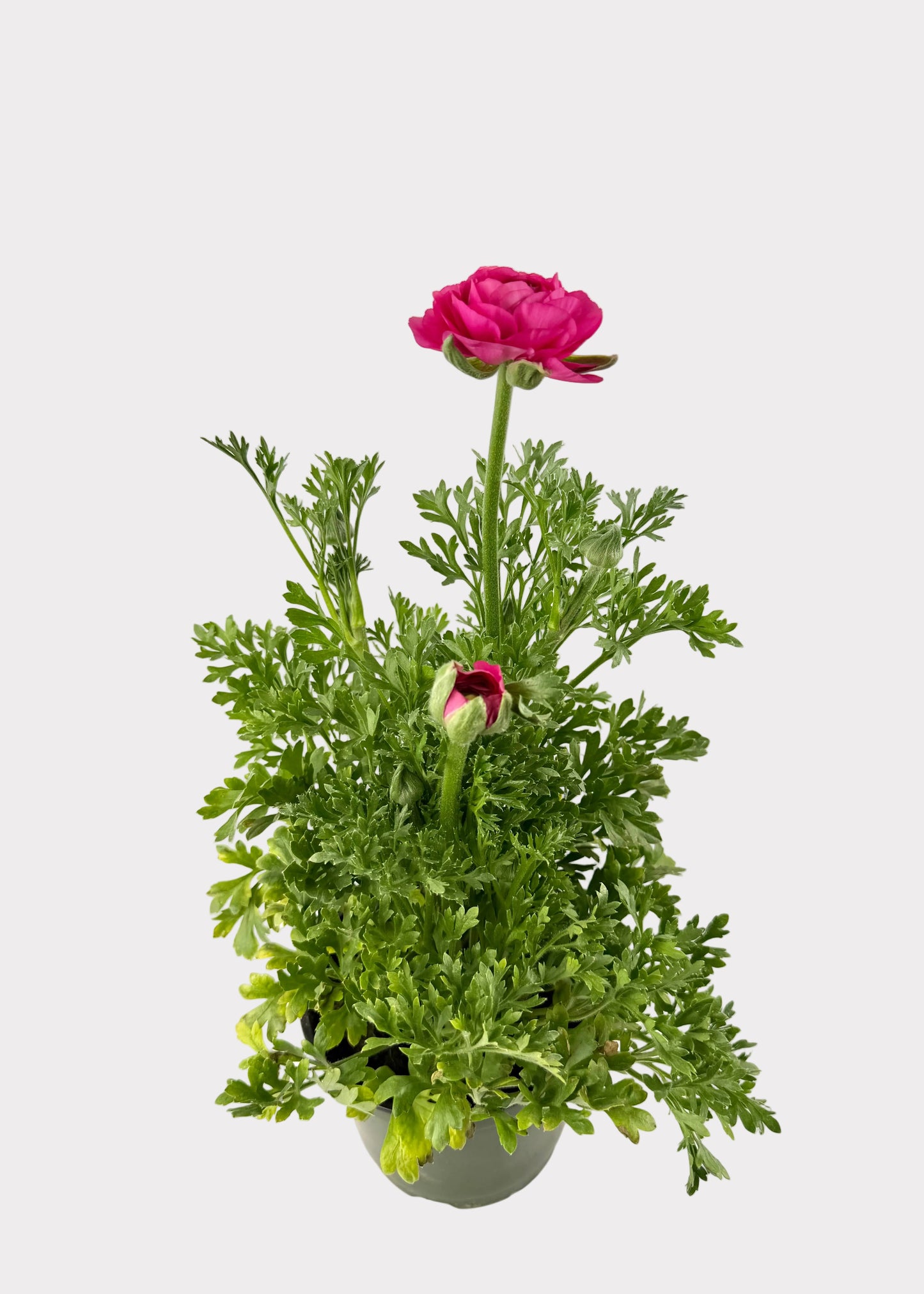 Ranunculus - Persian Buttercup