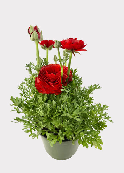 Ranunculus - Persian Buttercup
