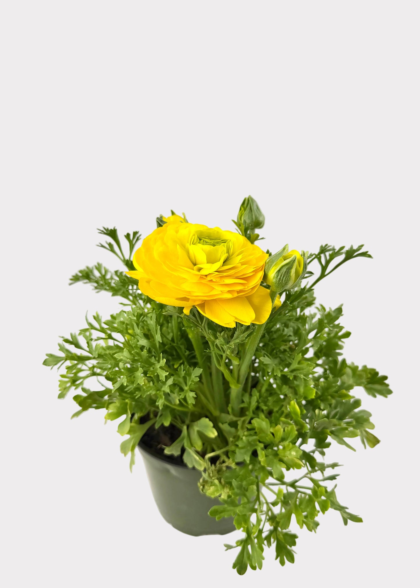 Ranunculus - Persian Buttercup