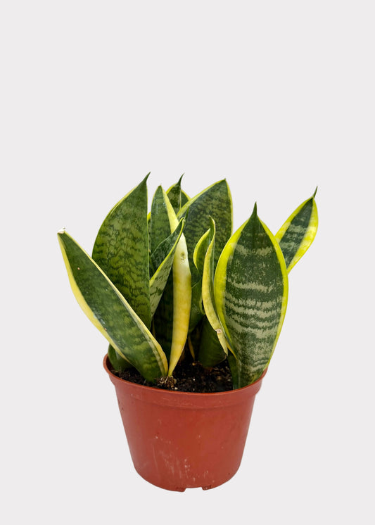 Potted snake plant on a marble surface with a neutral background