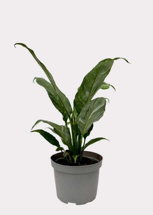 Spathiphyllum - Domino